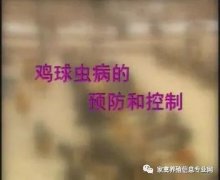 夏季球蟲到底該怎么預(yù)防治療？都在這里！