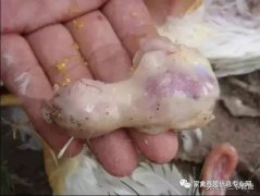 肉雞最頭疼的還是腺肌胃炎，到底該怎么解決？